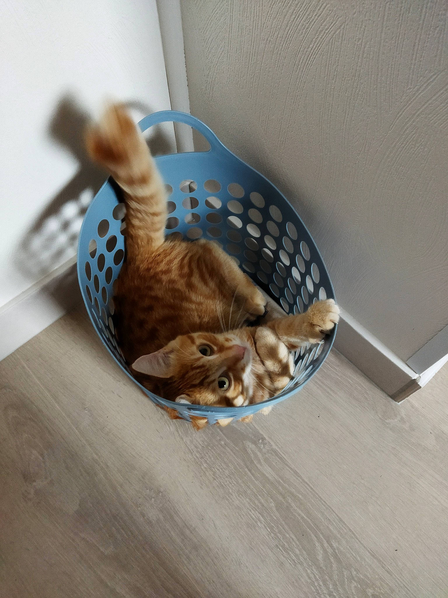 Scoubidou participe au concours pour gagner de l'argent avec cette photo : basket, canidae, carnivore, cat, cat_supply, comfort, companion_dog, domestic_short_haired_cat, fawn, felidae, flooring, fur, hardwood, pet_supply, small_to_medium_sized_cats, sporting_group, table, tail, whiskers, wood