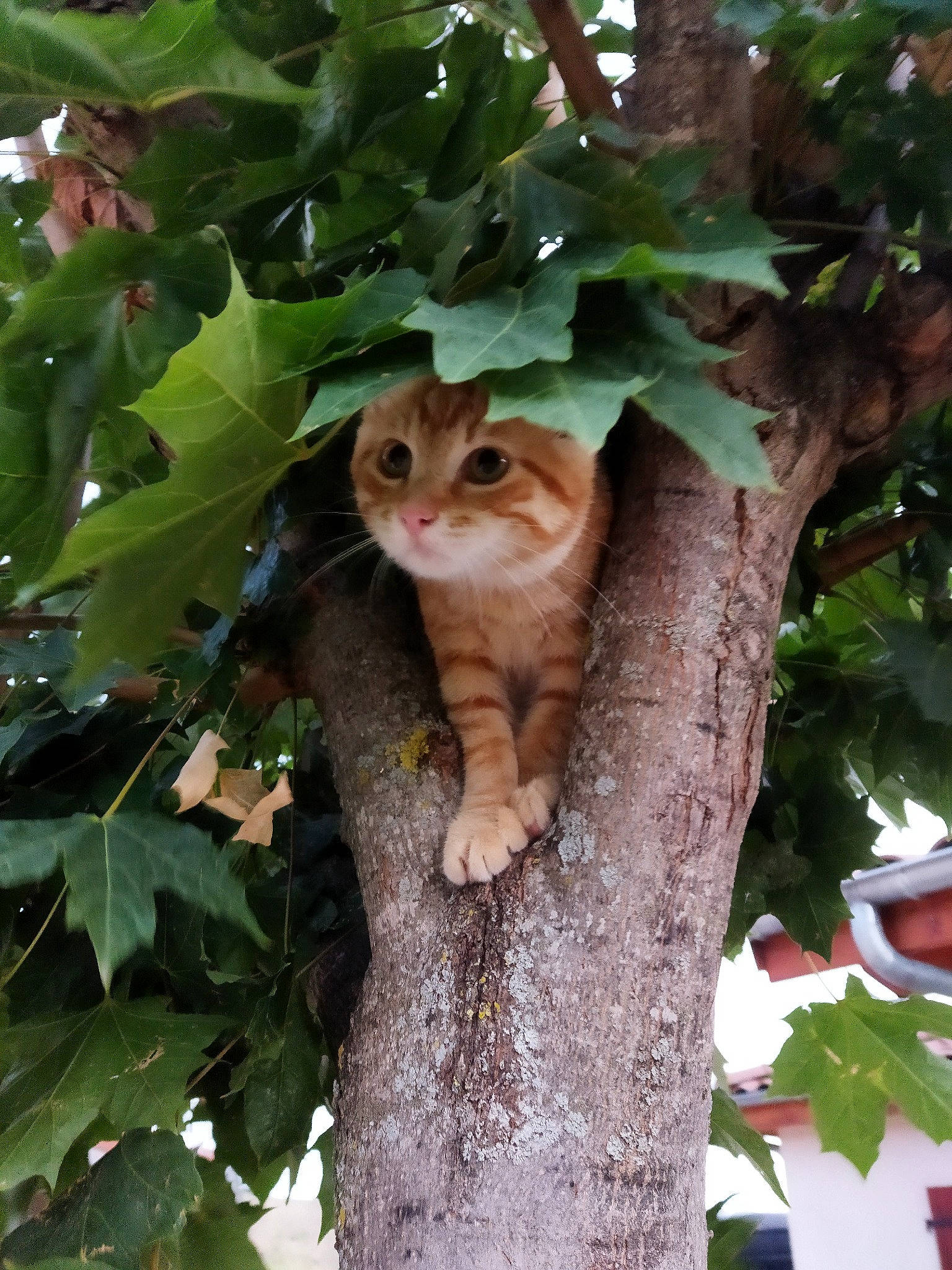 Scoubidou participe au concours pour gagner de l'argent avec cette photo : botany, branch, carnivore, cat, fawn, felidae, groundcover, herb, plant, plant_stem, small_to_medium_sized_cats, snout, tail, terrestrial_plant, tree, trunk, twig, whiskers, wood, woody_plant