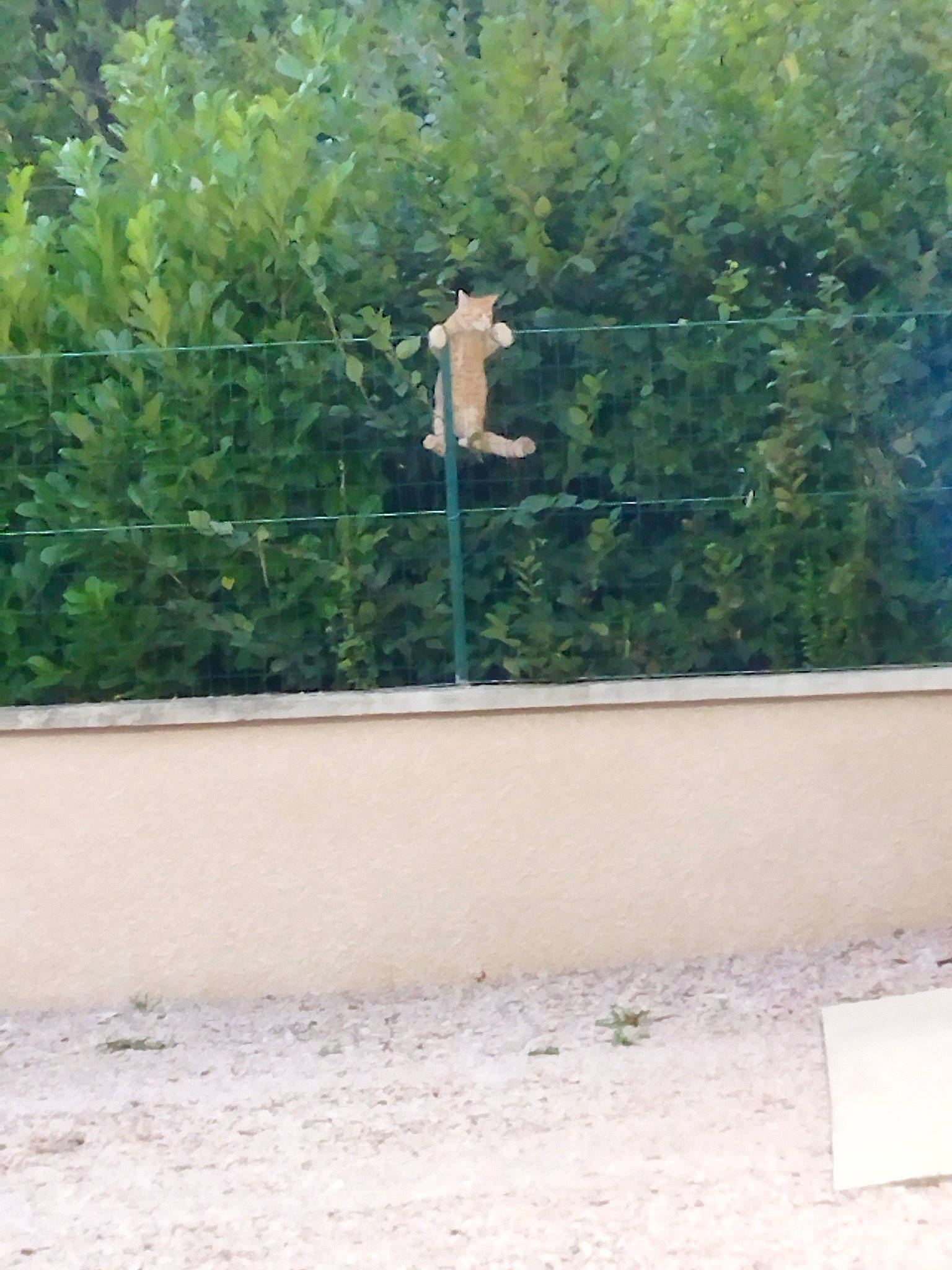 Scoubidou a rejoint le concours — aidez-le/la à gagner de superbes lots ! asphalt, beak, concrete, grass, landscape, leisure, plant, pole, recreation, road, road_surface, seabird, shade, shrub, soil, tail, tree, wall, wildlife, wood