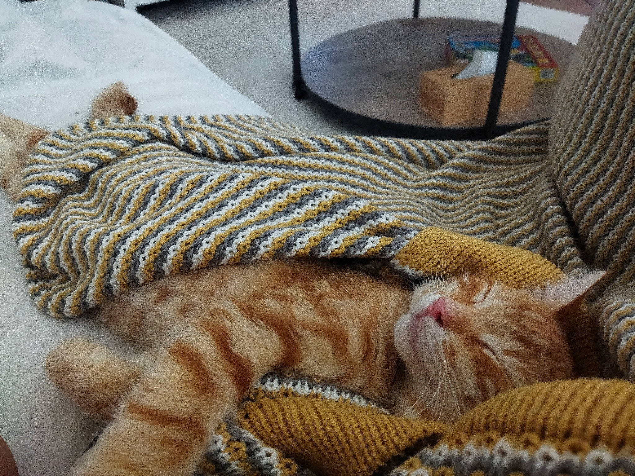 Scoubidou a rejoint le concours — aidez-le/la à gagner de superbes lots ! carnivore, cat, comfort, couch, domestic_short_haired_cat, fawn, felidae, foot, fur, linens, plate, small_to_medium_sized_cats, tableware, tail, textile, thread, whiskers, wood, wool, woolen