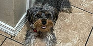 Dallas Lee is registered to the contest to win money with this photo: dog, small_dog, lying_down, floor, tile_floor, indoor, pet, happy, curly_fur, fur, animal, canine, companion, looking_up, corner, brown, gray, black, red_collar, smiling