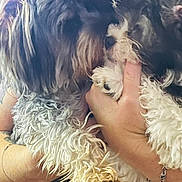 Layla Marie joined the competition — help win amazing prizes! dog, pet, fluffy, curly_fur, hand, person, close_up, cuddle, love, animal, domestic_animal, furry, companion, cute, holding, paw, fur, skin, bracelet, intimate