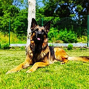 Naya a rejoint le concours — aidez-le/la à gagner de superbes lots ! animal, canine, dog, germanshepherd, grass, nature, outdoors, pet, plant, policedog, puppy, racket, sport, tennis, tennisracket, yard
