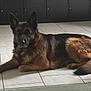 Naya a rejoint le concours — aidez-le/la à gagner de superbes lots ! animal, canine, dog, germanshepherd, pet, policedog, puppy