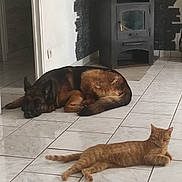 Maya participe au concours pour gagner de l'argent avec cette photo : animal, architecture, building, canine, cat, dog, fireplace, furniture, germanshepherd, hardwood, homedecor, hound, indoors, interiordesign, livingroom, path, pet, room, rug, wood