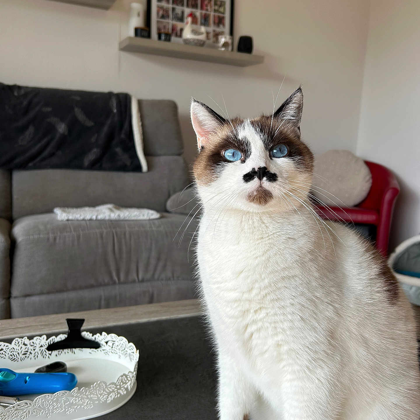 Rio participe au concours pour gagner de l'argent avec cette photo : blue_eyes, brown_patches, cat, chair, close_up, couch, cute, decor, domestic_animal, feline, fur, household, indoor, living_room, pet, photogenic, shelf, table, whiskers, white_fur