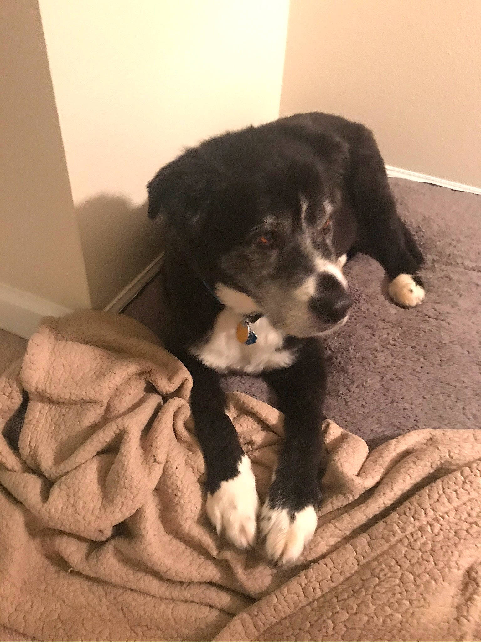 Baron is registered to the contest to win money with this photo: borador, canidae, carnivore, companion_dog, dog, dog_breed, puppy, puppy_love, snout, sporting_group