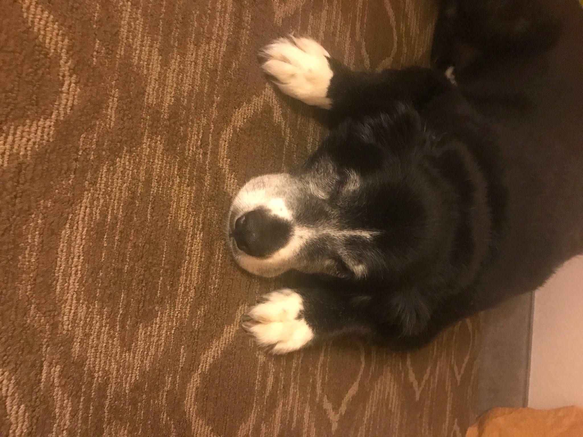 Baron joined the competition — help win amazing prizes! border_collie, canidae, carnivore, dog, dog_breed, ear, non_sporting_group, nose, puppy, snout, sporting_group