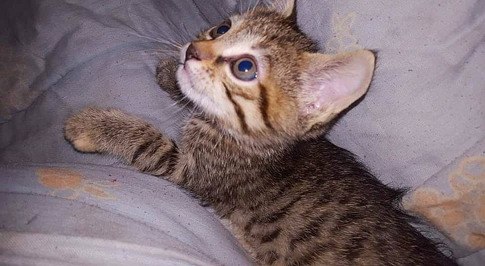 Bouba participe au concours pour gagner de l'argent avec cette photo : carnivore, cat, cat_supply, claw, comfort, domestic_short_haired_cat, fawn, felidae, fur, nap, paw, sleep, small_to_medium_sized_cats, snout, tail, terrestrial_animal, whiskers, wildlife