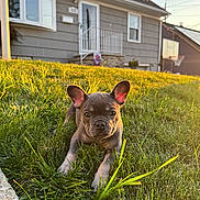 Lucky joined the competition — help win amazing prizes! puppy, dog, grass, yard, house, sunset, outdoor, pet, canine, animal, greenery, basketball_hoop, daylight, cute, young_dog, suburban, nature, front_yard, small_dog, playing