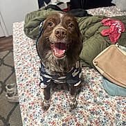 Stacey is registered to the contest to win money with this photo: dog, smiling, hoodie, clothing, bed, bedspread, floral, blanket, indoor, carpet, shoes, bag, happy, pet, canine, fur, brown, white, cute, portrait