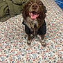 Stacey is registered to the contest to win money with this photo: dog, brown_dog, pet, smiling, happy, jacket, bed, floral_pattern, indoor, canine, fur, tongue, cute, animal, looking_up, mammal, companion, domestic_animal, bedspread, resting