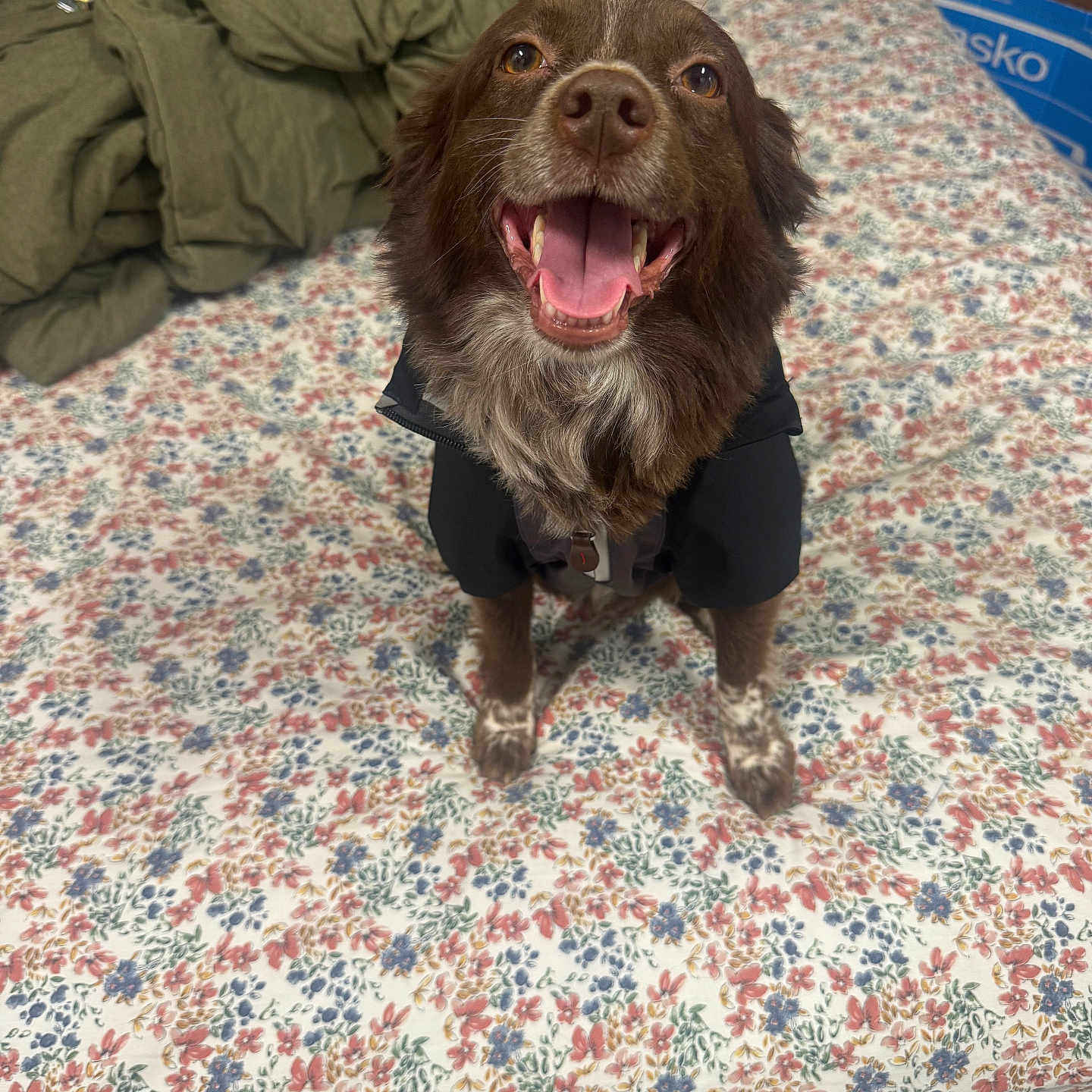 Stacey is registered to the contest to win money with this photo: animal, bed, bedspread, brown_dog, canine, companion, cute, dog, domestic_animal, floral_pattern, fur, happy, indoor, jacket, looking_up, mammal, pet, resting, smiling, tongue