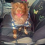 Stacey joined the competition — help win amazing prizes! dog, car, seat, clothing, hoodie, animal, pet, interior, seat_cover, butterfly, floral, happy, smiling, brown_dog, front_seat, leather_seat, window, dashboard, seatbelt, vehicle
