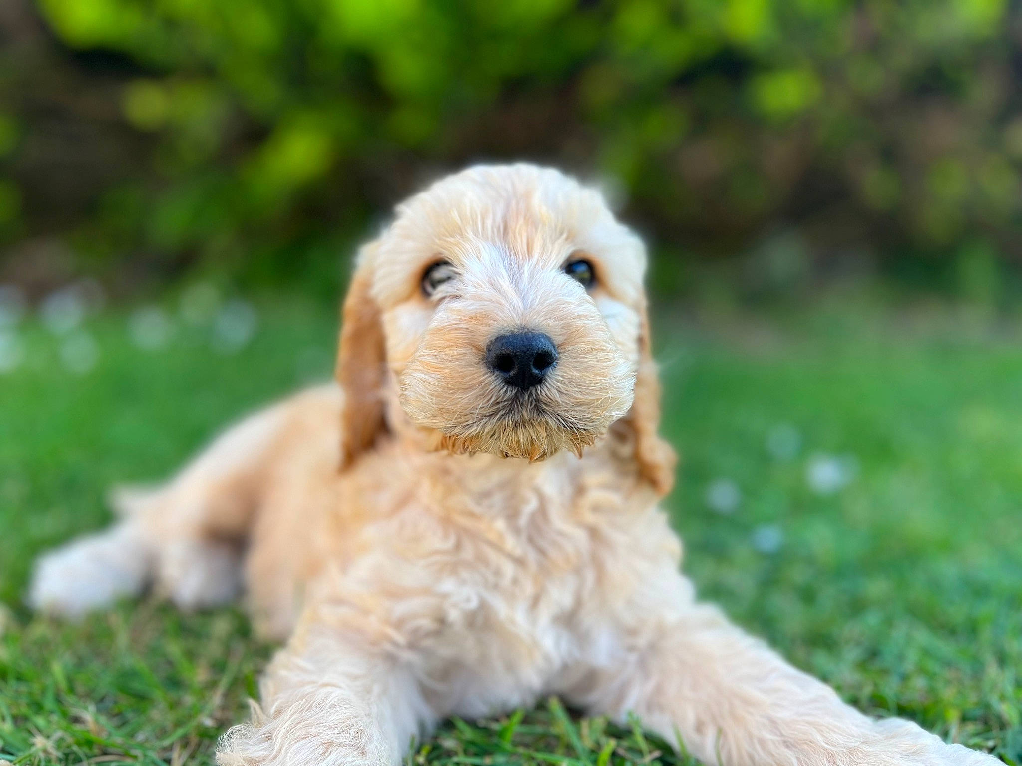 Freddie joined the competition — help win amazing prizes! canidae, carnivore, companion_dog, dog, dog_breed, fawn, grass, maltepoo, plant, puppy, small_terrier, snout, sporting_group, tail, terrestrial_animal, terrier, toy_dog, working_animal