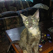 Pickles is registered to the contest to win money with this photo: cat, kitten, animal, pet, sitting, portrait, close_up, gray_fur, tortoiseshell, white_chest, green_eyes, pointed_ears, whiskers, pink_nose, indoor, living_room, coffee_table, remote_control, furniture, cozy