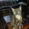 cat, kitten, animal, pet, sitting, portrait, close_up, gray_fur, tortoiseshell, white_chest, green_eyes, pointed_ears, whiskers, pink_nose, indoor, living_room, coffee_table, remote_control, furniture, cozy