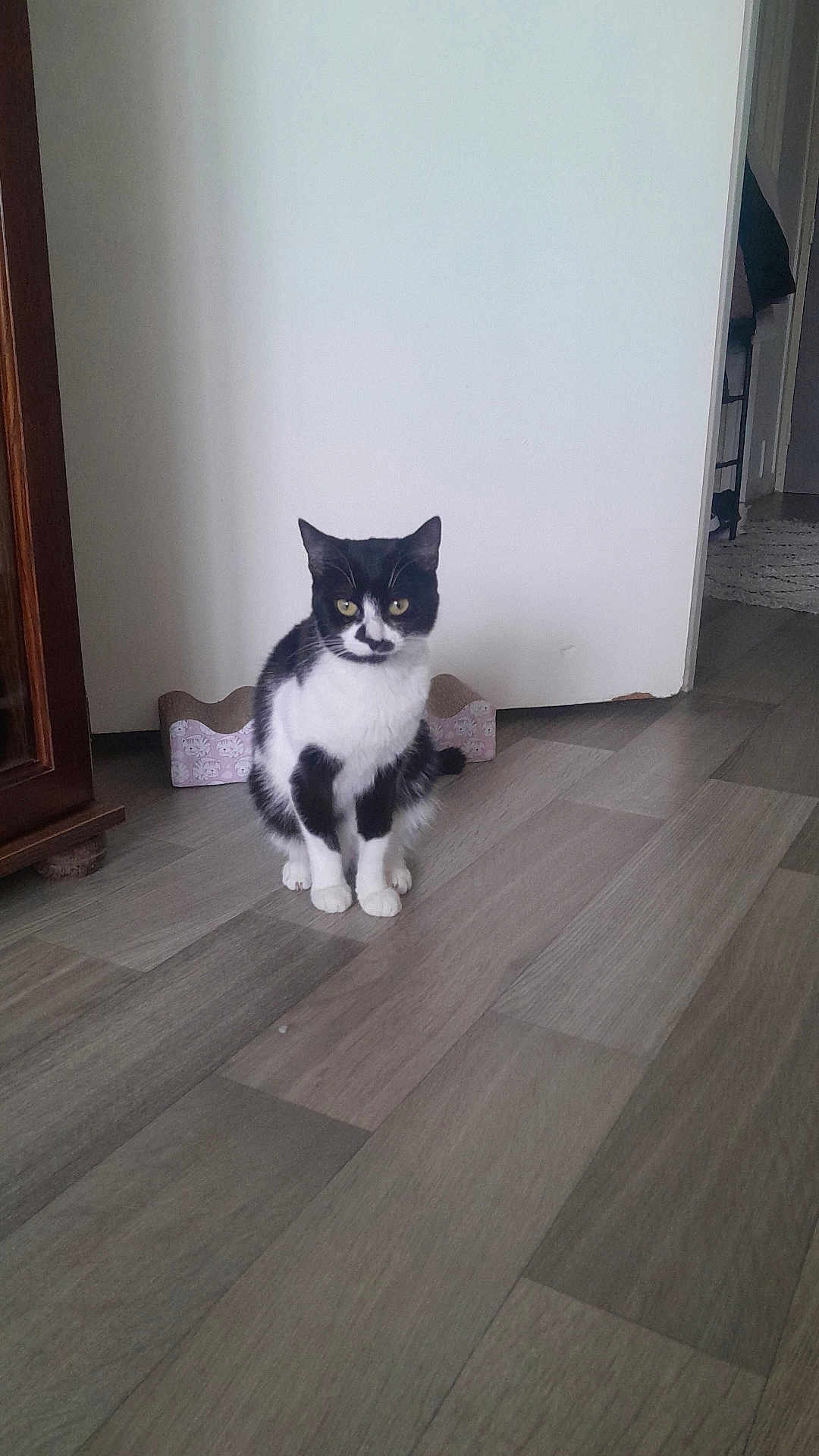 Leya a rejoint le concours — aidez-le/la à gagner de superbes lots ! animal, black_and_white, calm, cat, ears, feline, floor, fur, home, indoor, looking, pet, quiet, room, scratching_post, sitting, tail, wall, whiskers, wooden_floor