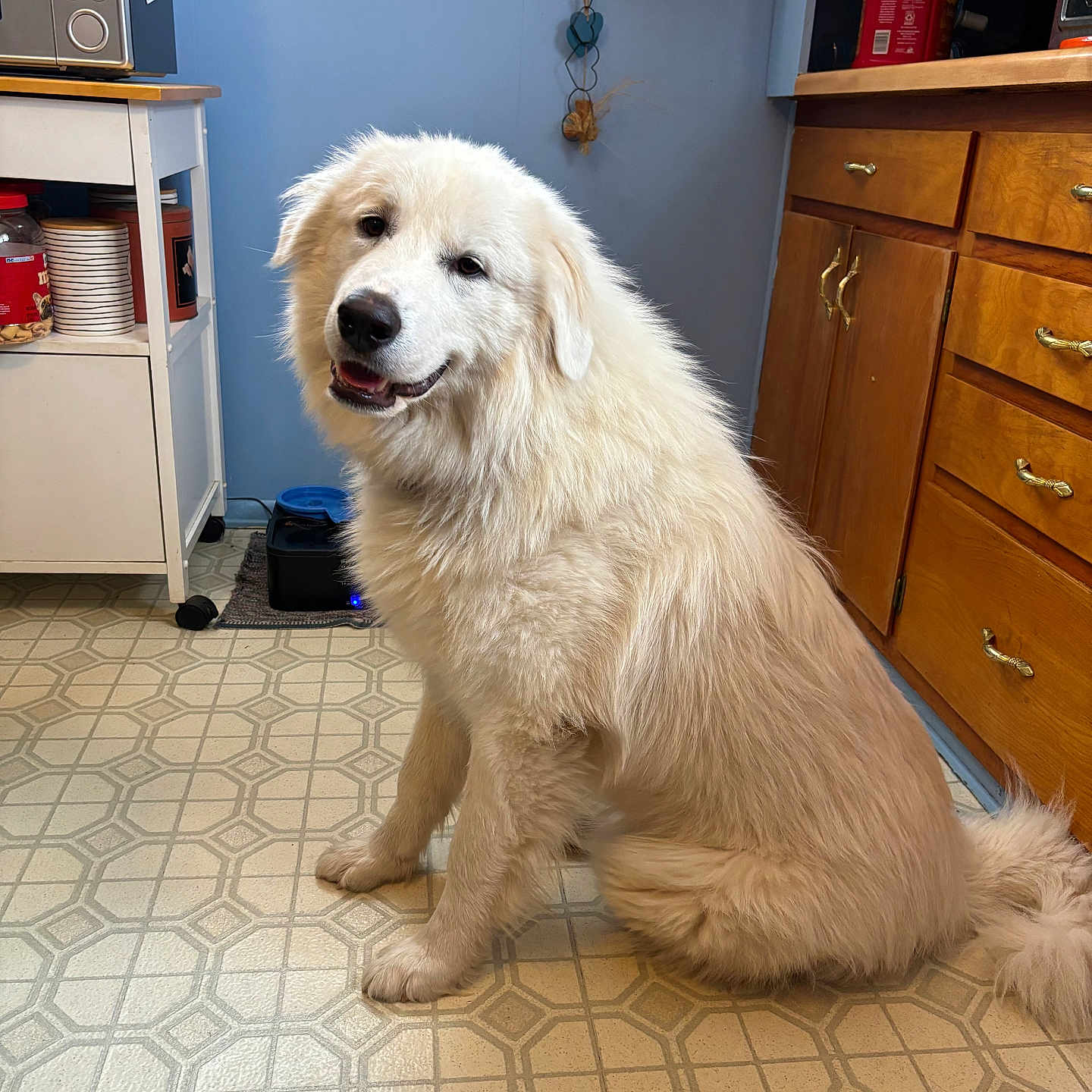Poppy is registered to the contest to win money with this photo: animal, cabinet, canine, computerhardware, dog, drawer, electronics, eskimodog, furniture, hardware, hardwood, indoors, interiordesign, monitor, person, pet, plywood, screen, shelf, wood