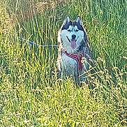 Umy a rejoint le concours — aidez-le/la à gagner de superbes lots ! dog, husky, siberian_husky, pet, animal, canine, outdoor, meadow, grass, tall_grass, field, nature, harness, leash, sitting, fluffy, fur, tongue_out, portrait, sunlight