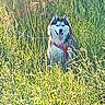 dog, husky, siberian_husky, pet, animal, canine, outdoor, meadow, grass, tall_grass, field, nature, harness, leash, sitting, fluffy, fur, tongue_out, portrait, sunlight