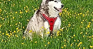 Umy participe au concours pour gagner de l'argent avec cette photo : dog, husky, siberian_husky, animal, pet, canine, fluffy, long_fur, red_harness, sitting, outdoors, meadow, grass, wildflowers, yellow_flowers, nature, greenery, portrait, sunny, painterly