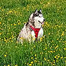 dog, husky, siberian_husky, animal, pet, canine, fluffy, long_fur, red_harness, sitting, outdoors, meadow, grass, wildflowers, yellow_flowers, nature, greenery, portrait, sunny, painterly