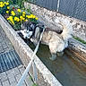 Umy participe au concours pour gagner de l'argent avec cette photo : dog, husky, siberian_husky, animal, pet, fluffy, black_and_white, gray_fur, standing, water, trough, leash, collar, garden, flowers, marigolds, outdoor, pavement, concrete, funny