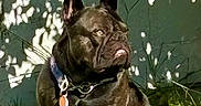 Izzy is registered to the contest to win money with this photo: dog, french_bulldog, pet, animal, sitting, grass, outdoors, garden, collar, tag, black_dog, brindle, wrinkles, pointed_ears, short_snout, portrait, sunlight, shadow, green_wall, weathered_background