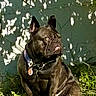 dog, french_bulldog, pet, animal, sitting, grass, outdoors, garden, collar, tag, black_dog, brindle, wrinkles, pointed_ears, short_snout, portrait, sunlight, shadow, green_wall, weathered_background