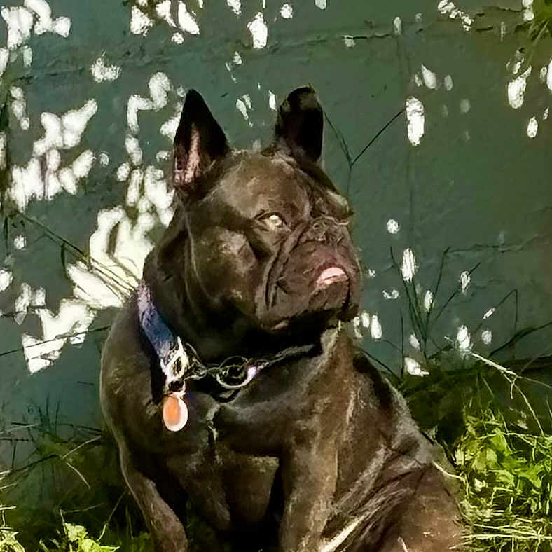 Izzy is registered to the contest to win money with this photo: dog, french_bulldog, pet, animal, sitting, grass, outdoors, garden, collar, tag, black_dog, brindle, wrinkles, pointed_ears, short_snout, portrait, sunlight, shadow, green_wall, weathered_background
