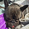Izzy joined the competition — help win amazing prizes! dog, french_bulldog, sleeping, sleepy, tongue, ears, closeup, portrait, pet, blanket, bed, cuddling, indoor, home, relaxed, black_dog, short_hair, wrinkled_face, cute, cozy