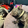 Izzy is registered to the contest to win money with this photo: dogs, french_bulldog, small_dog, shaggy_dog, sleeping, resting, lying_down, pet, canine, collar, car_interior, car_seat, blanket, cushion, harness, seat_belt, travel, road_trip, cozy, nap