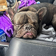 Izzy is registered to the contest to win money with this photo: dog, french_bulldog, sleeping, closed_eyes, wrinkled_face, short_muzzle, pet, animal, car, vehicle_interior, center_console, blanket, basket, cozy, portrait, close_up, brown_coat, relaxed, cute, funny