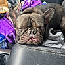 dog, french_bulldog, sleeping, closed_eyes, wrinkled_face, short_muzzle, pet, animal, car, vehicle_interior, center_console, blanket, basket, cozy, portrait, close_up, brown_coat, relaxed, cute, funny