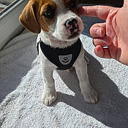 Aiko a rejoint le concours — aidez-le/la à gagner de superbes lots ! puppy, dog, small_dog, brown_and_white, towel, indoor, sunlight, window, pet_harness, paw, human_hand, finger, curious, cute, pet, floor, shoes, shadow, close_up, affection