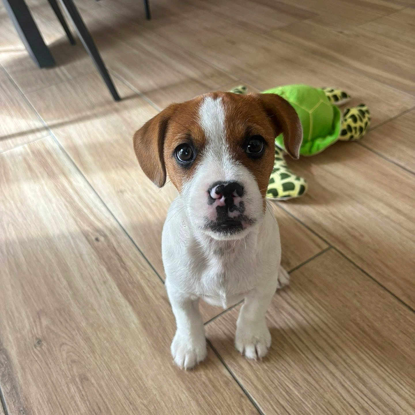 Aiko participe au concours pour gagner de l'argent avec cette photo : animal, brown_and_white, cute, dog, domestic, ears, floor, floor_tiles, indoor, looking_up, nose, pet, plush_toy, puppy, sitting, small_dog, toy, turtle_toy, wooden_floor, young_dog