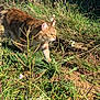Fifille participe au concours pour gagner de l'argent avec cette photo : cat, animal, outdoor, grass, greenery, sunlight, wildflowers, nature, mammal, feline, walking, brown, tabby, plant, flora, daylight, field, predator, alert, wilderness