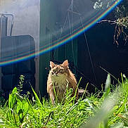 Fifille a rejoint le concours — aidez-le/la à gagner de superbes lots ! cat, grass, outdoor, sunlight, rainbow, lens_flare, greenery, animal, pet, nature, garden, feline, fur, alert, daylight, plant, leaf, mammal, cute, whiskers