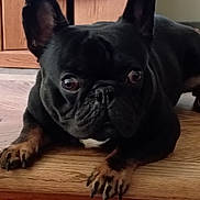 Ruckus is registered to the contest to win money with this photo: animal, black_fur, brown_paws, canine, close_up, dog, ears, eyes, face, floor, french_bulldog, furniture, home, indoor, looking, nails, pet, resting, snout, wooden_floor