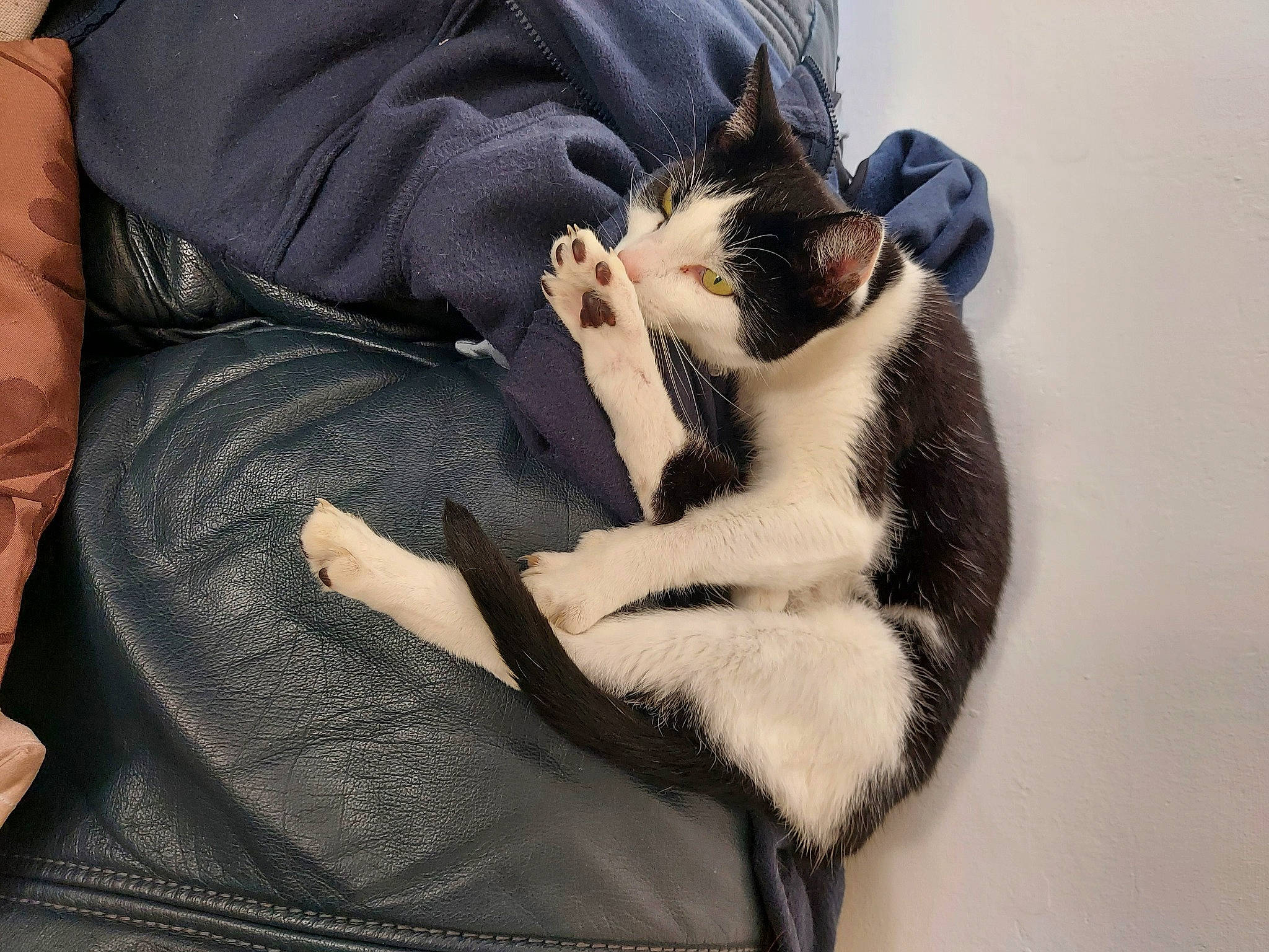 Valentine is registered to the contest to win money with this photo: canidae, carnivore, cat, claw, comfort, companion_dog, domestic_short_haired_cat, felidae, fur, gesture, human_leg, lap, linens, nap, paw, small_to_medium_sized_cats, snout, tail, thigh, whiskers