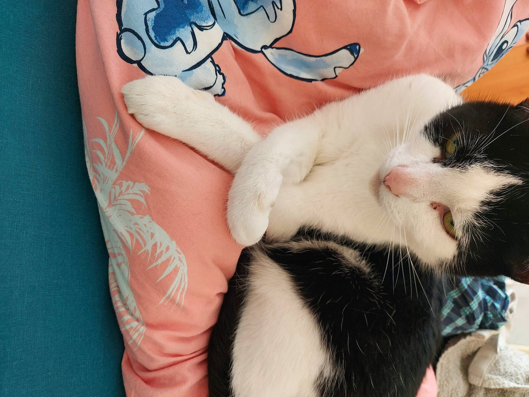 Valentine joined the competition — help win amazing prizes! carnivore, cat, chest, comfort, electric_blue, felidae, finger, foot, fur, gesture, human_leg, leg, nail, small_to_medium_sized_cats, snout, tail, temporary_tattoo, thigh, whiskers, wrist