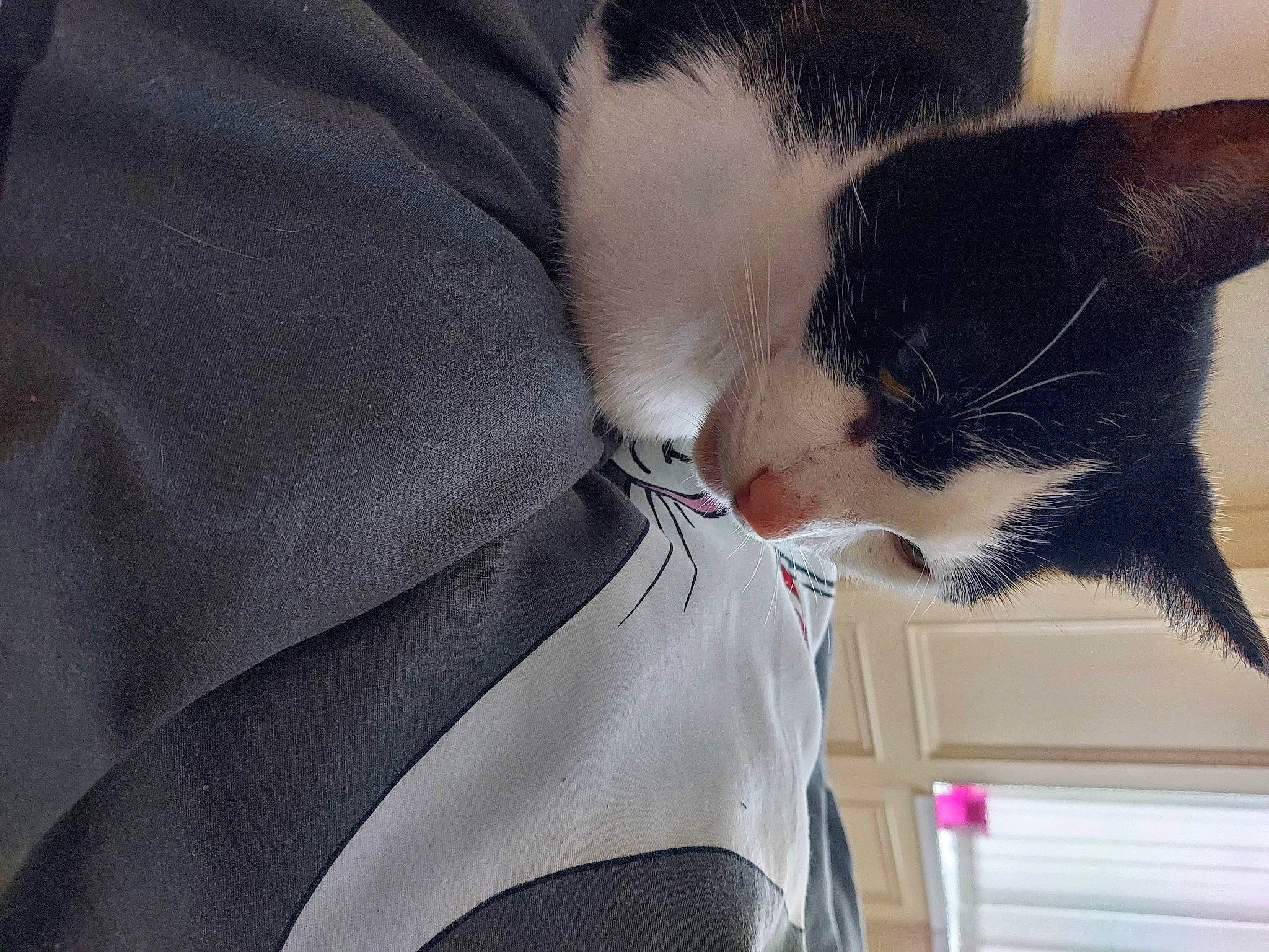 Valentine joined the competition — help win amazing prizes! carmine, carnivore, cat, claw, comfort, domestic_short_haired_cat, felidae, formal_wear, fur, gesture, human_leg, love, nap, paw, small_to_medium_sized_cats, snout, tail, whiskers