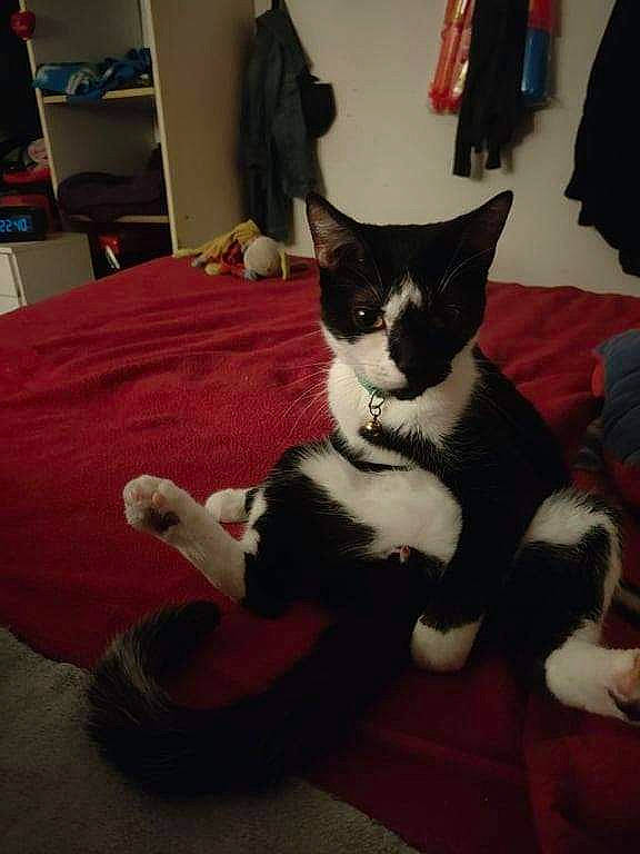 Eclair Dit Le Vampire