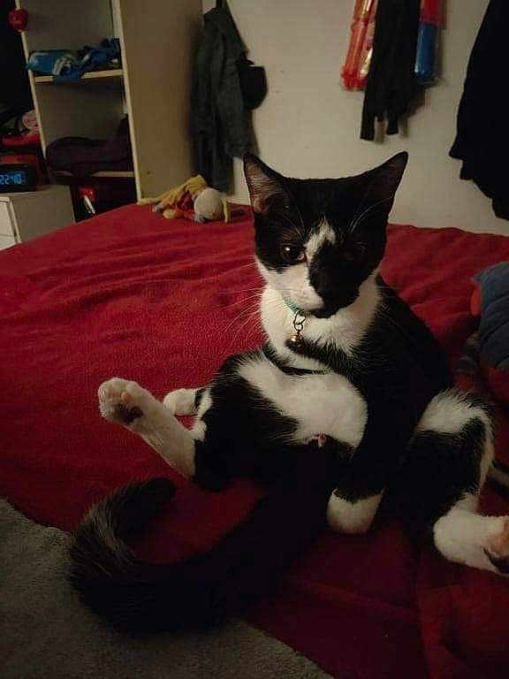 Eclair Dit Le Vampire