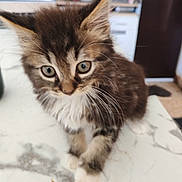 Doudoune participe au concours pour gagner de l'argent avec cette photo : kitten, cat, feline, pet, animal, young, fur, whiskers, ears, eyes, marble_countertop, indoor, kitchen, appliances, blurry, closeup, curious, cute, domestic, small