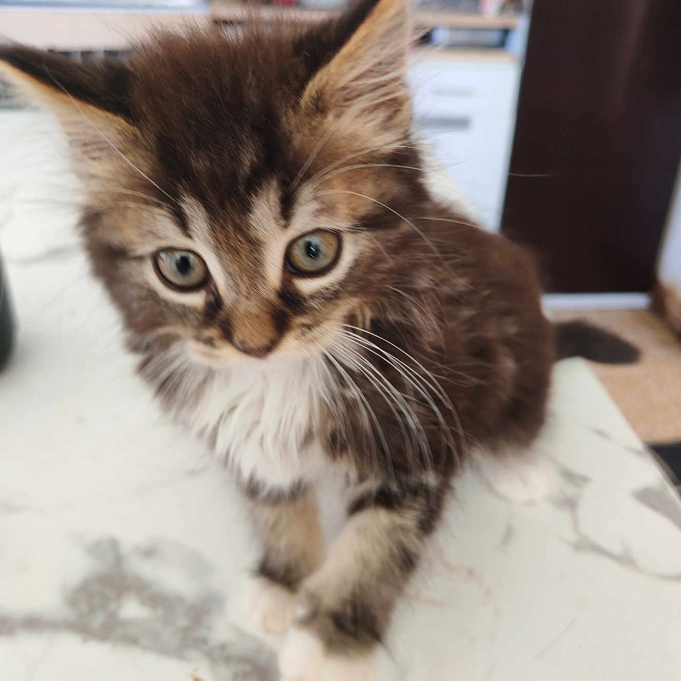 Doudoune participe au concours pour gagner de l'argent avec cette photo : kitten, cat, feline, pet, animal, young, fur, whiskers, ears, eyes, marble_countertop, indoor, kitchen, appliances, blurry, closeup, curious, cute, domestic, small