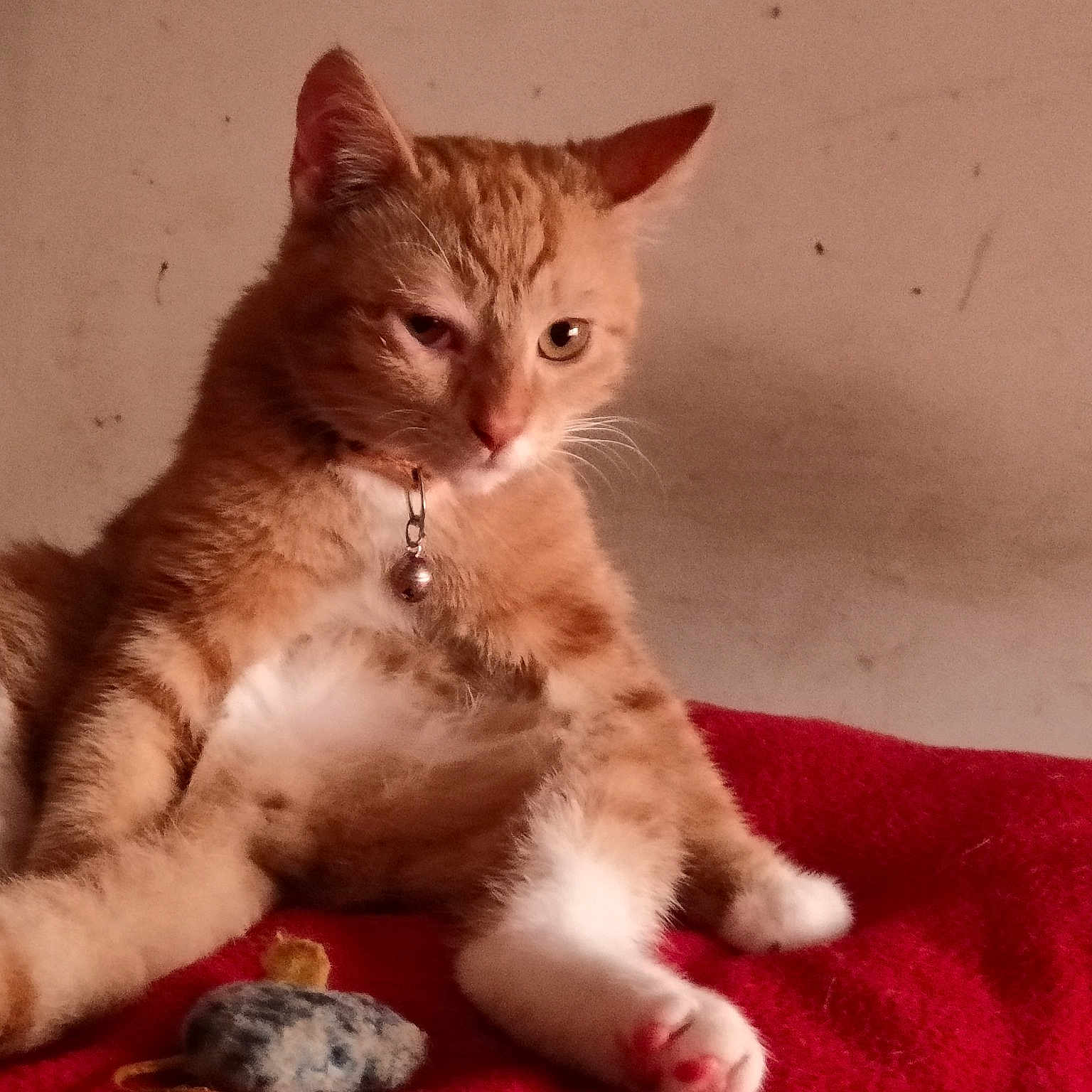 Simba