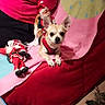 animal, blanket, chihuahua, christmas, christmas_tree, couch, dark_eyes, dog, holiday, indoor, large_ears, living_room, person, pet, portrait, red_harness, santa_doll, sitting, small_dog, sofa