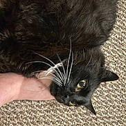 Boo Boo is registered to the contest to win money with this photo: cat, black_cat, whiskers, carpet, hand, pet, feline, fur, animal, domestic_animal, playful, closeup, indoor, cute, mammal, eye, nose, paw, resting, person